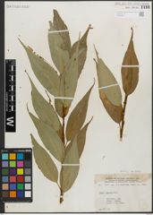 Foto von Salix lucida Muhl.